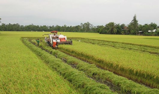 Chưa có chính sách đồng bộ trong việc khuyến khích người dân cho thuê đất, góp vốn bằng quyền sử dụng đất đang làm chậm quá trình tích tụ đất đai. 
Ảnh minh họa