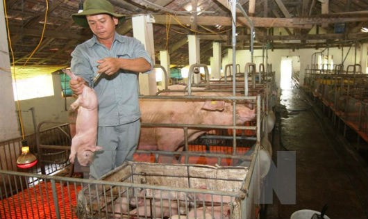 Chăm sóc lợn giống tại Trung tâm giống vật nuôi Phú Yên. (Ảnh: Vũ Sinh/TTXVN)