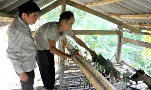 Nhiều gia đình ở Ngòi Cái đổi đời nhờ nuôi dê, phát triển sản xuất