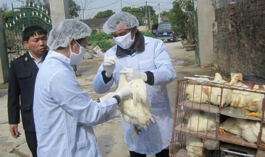 Cán bộ thú y tiêm vắcxin phòng dịch cúm H5N1 cho đàn gia cầm. (Ảnh: Hải Yến/TTXVN)