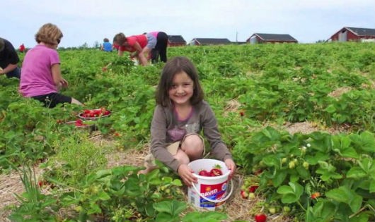 Du lịch nông nghiệp - “chiêu” mới hút khách ở Canada