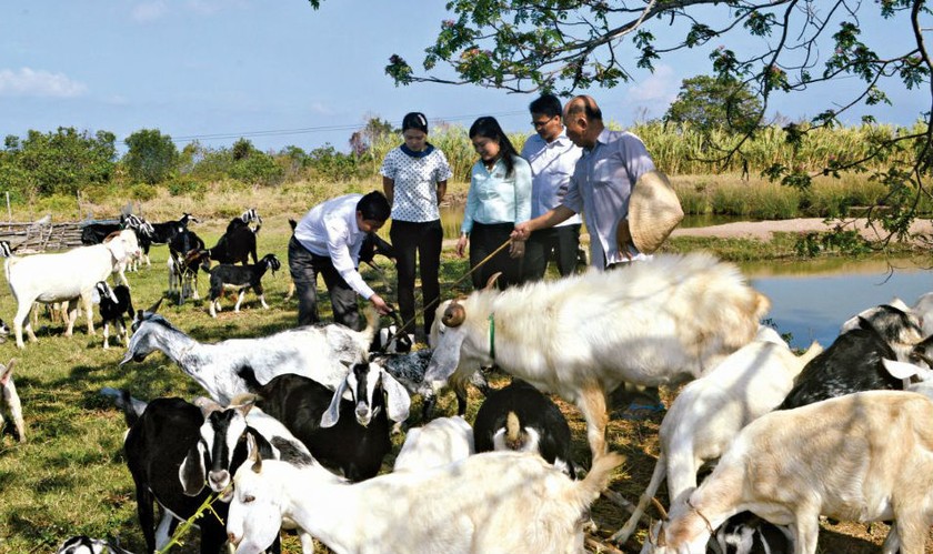 Nông dân ấp Công Nghiệp, xã Tân Hải, huyện Phú Tân, tỉnh Cà Mau vay vốn chính sách nuôi dê cho thu nhập ổn định