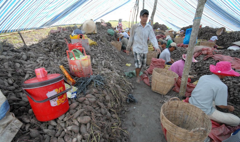 Giá khoai lang quá thấp, thu hoạch không đủ trả tiền nhân công, có thời điểm chỉ còn 800 đồng/kg