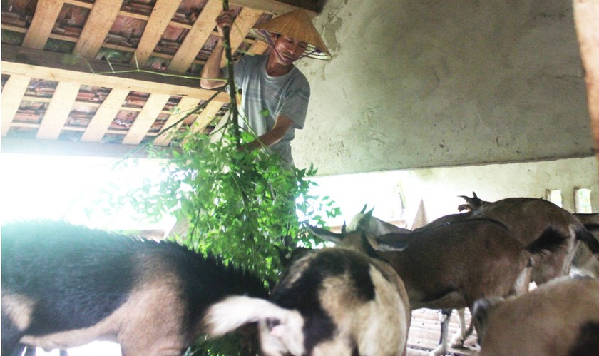 Gia đình ông Lê Văn Toàn (Châu Hạnh, Quỳ Châu, Nghệ An) là mô hình làm ăn hiệu quả từ nguồn vốn vay của NHCSXH