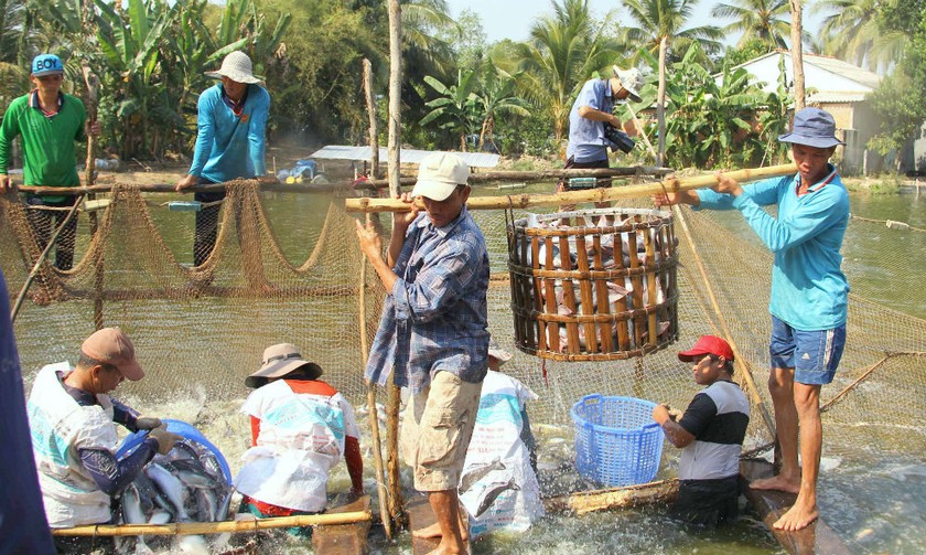 Cá tra mang lại nhiều lợi nhuận giúp người nuôi cải thiện cuộc sống