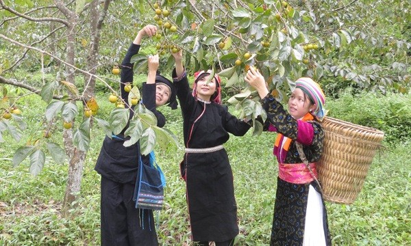 Hồng không hạt “Quản Bạ” tròn, màu vàng sáng, có nhiều cát bám lên lưỡi dao khi gọt, thịt quả giòn và có vị ngọt đậm, thơm