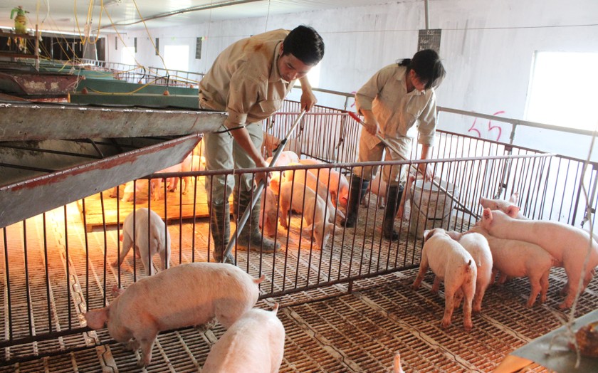 Nhiều thủ tục về Thẩm định điều kiện vệ sinh thú y sẽ được bãi bỏ - Ảnh: VGP/Đỗ Hương