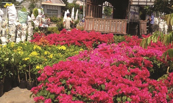 Làng hoa kiểng Sa Đéc náo nức vào xuân