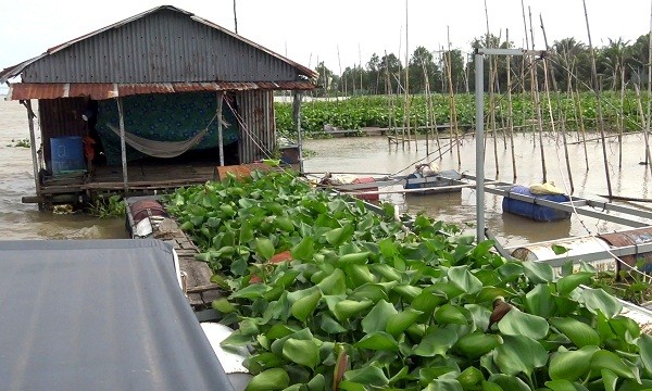 Bè và đống chà của bà Hai được lắp đặt với hệ thống sắt thép kiên cố có quy mô lớn, neo đậu trong thời gian dài nhưng nhiều cơ quan vẫn không xác định được đây có phải là phương tiện hay không?!