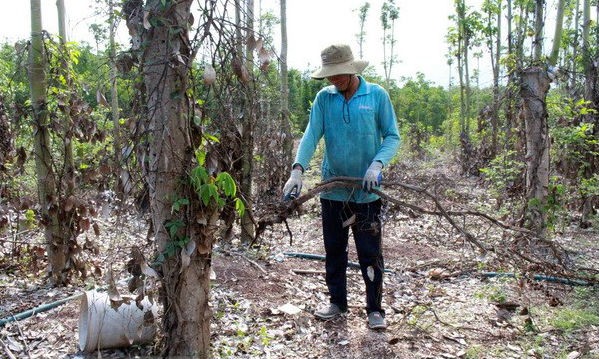 Nông dân thu gom rễ tiêu chết. (Ảnh minh họa: Hoàng Nhị/TTXVN)