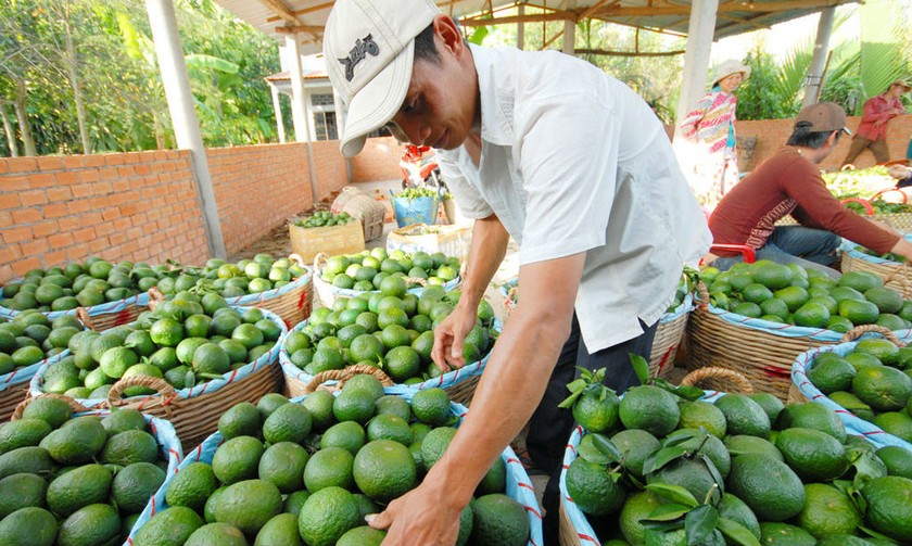 Thu hoạch cam