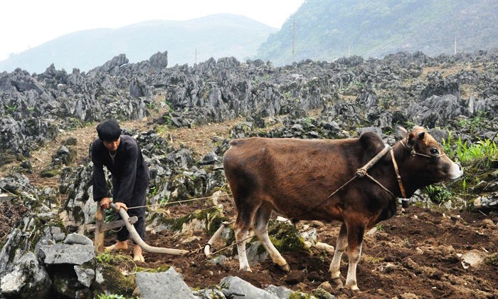 Người dân miền núi canh tác trên núi đá