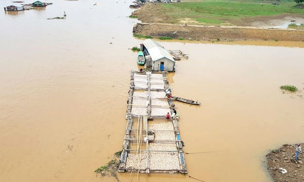 Cá chết trắng một lồng bè trên sông La Ngà