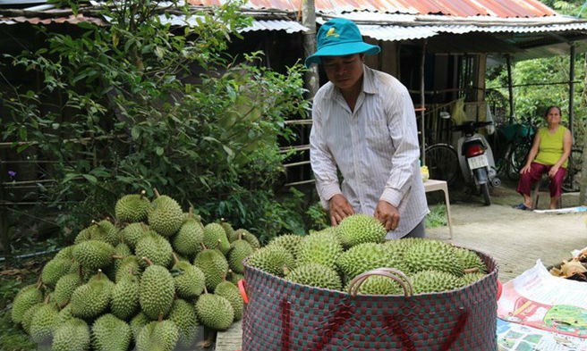 Thu hoạch sầu riêng ở huyện Cai Lậy. (Ảnh: Minh Trí/TTXVN)