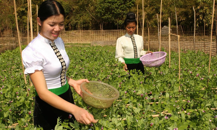 BHXH tự nguyện - “tấm lưới” an sinh cho người lao động trong khu vực phi chính thức. Ảnh: Trần Việt