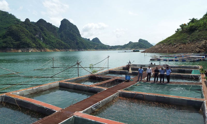 Nuôi cá trên lòng hồ sông Đà