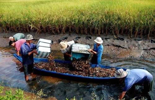 Thu hoạch tôm trên diện tích lúa