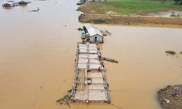 Cá chết trắng sông La Ngà vào ngày 21/5