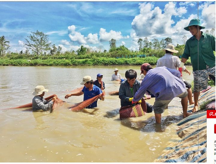 Nông dân thu hoạch tôm