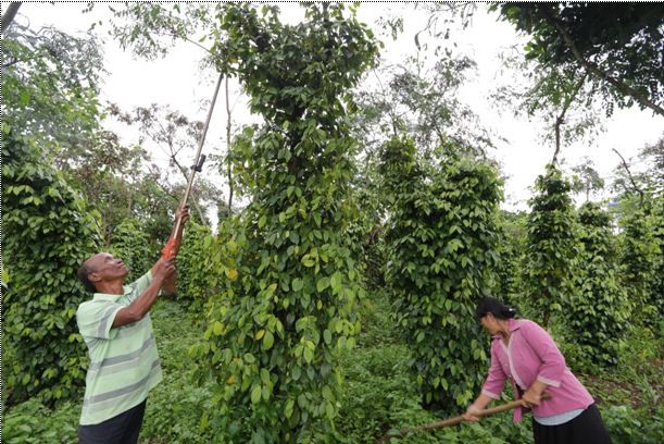 Chính sách tín dụng ưu đãi cho HSSV của Chính phủ đã cùng vợ chồng bà Yaga (Đức Trọng, Lâm Đồng) nuôi 6 người con gái học đại học, cao đẳng