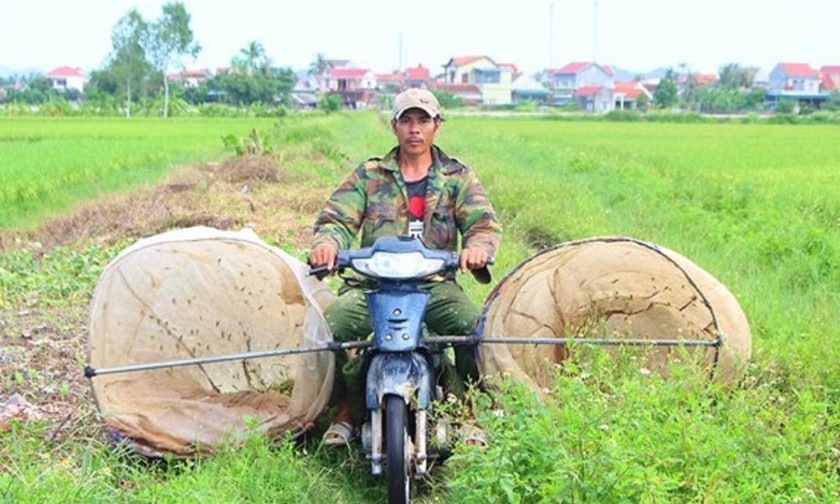 Anh Hưng kiếm tiền triệu nhờ bắt châu chấu