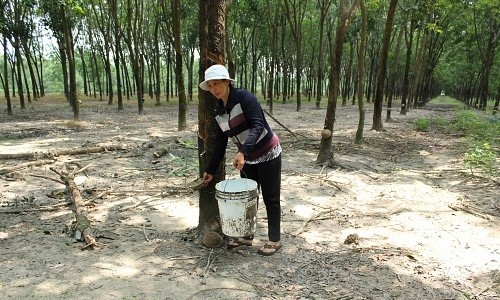 Bà Lan mòn mỏi vì vụ án bị kéo dài