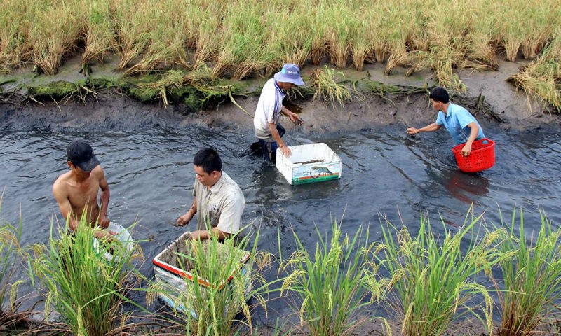 Nông dân Cà Mau trúng đậm mùa tôm càng xanh trái vụ