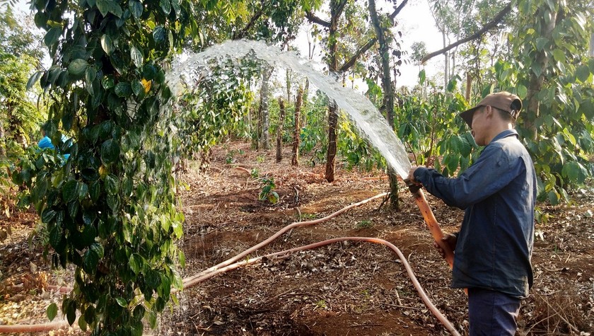 Tuy đã 30 tết nhưng ông Hòa vẫn đang cố gặng tưới những cây tiêu, cà phê còn lại