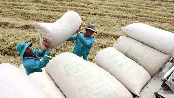 Nông dân ở ĐBSCL xuống giống lúa Đài Thơm 8 tràn lan khiến cho lượng lúa thu hoạch lớn, tồn kho nhiều