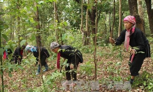 Luật Lâm nghiệp năm 2017 có hiệu lực từ ngày 1/1/2019, lần đầu tiên đã công nhận cộng đồng dân cư là 1 trong 7 chủ rừng