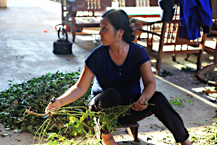 Nghề làm thuốc đã mang lại nhiều thay đổi cho cuộc sống người Dao tại Yên Sơn (Ba Vì)