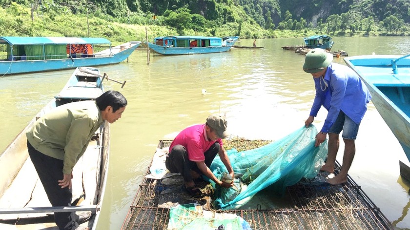 Đồng vốn chính sách đã giúp gia đình bà Nguyễn Thị Hiếu (thôn Na, xã Sơn Trạch, huyện Bố Trạch, Quảng Bình) phát triển kinh tế bền vững