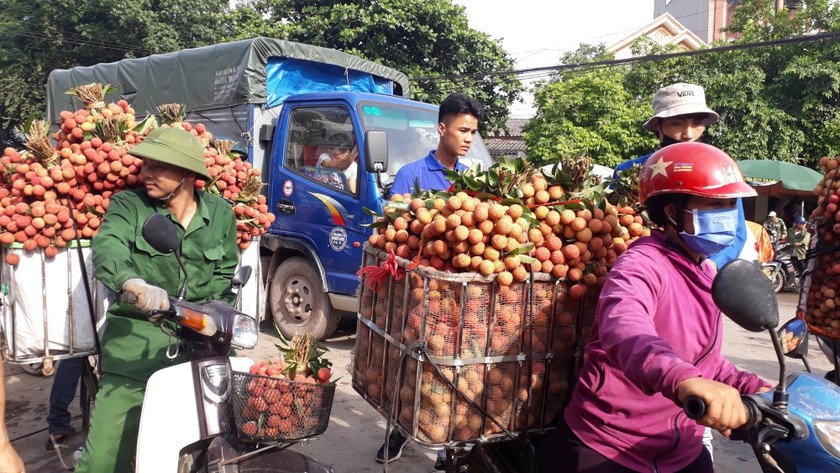 Vải thiều Lục Ngạn niên vụ 2019 đạt giá cao kỷ lục. Ảnh: UBND huyện Lục Ngạn, Bắc Giang