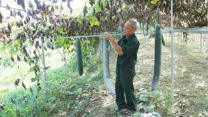 CCB Lê Viết Hưng (thôn Đông Hà, xã Kỳ Lâm, huyện Kỳ Anh, Hà Tĩnh) được vay 50 triệu đồng từ chương trình giải quyết việc làm đầu tư phát triển trang trại theo mô hình VACR