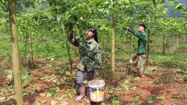 Mô hình trồng cây chanh leo cho thu nhập cao của gia đình chị Nông Thị Năm, xóm Lũng Cưởm, xã Lưu Ngọc