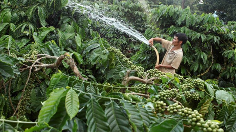 Gia đình anh H’Nich, người dân tộc Ba Na ở làng K’Tăng, xã K’Răng, huyện Đắk Đoa vay vốn chính sách từ chương trình tín dụng hộ mới thoát nghèo trồng cà phê và hồ tiêu