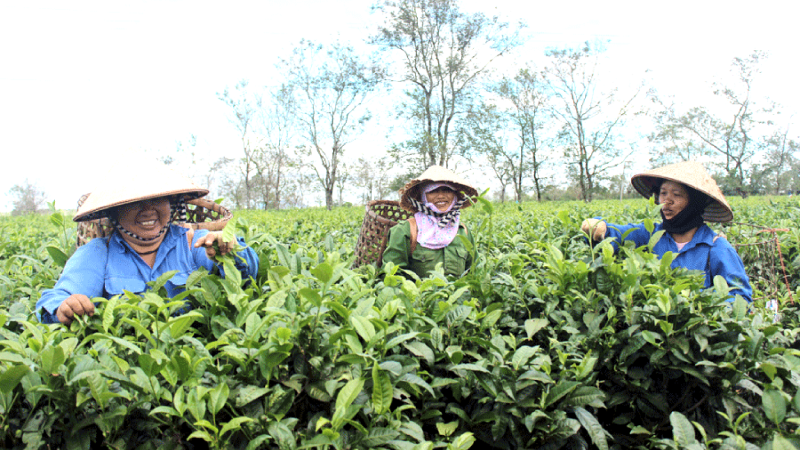 Việc hoàn thành sắp xếp, đổi mới các công ty NLN được phấn đấu hoàn thành vào năm 2020 (Ảnh minh họa)