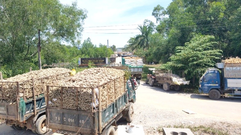 Hàng loạt xe tải lớn, nhỏ nối đuôi nhau xếp hàng dài chờ được bán sắn cho nhà máy