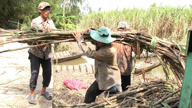 Nhiều hecta mía vẫn chưa được thu hoạch