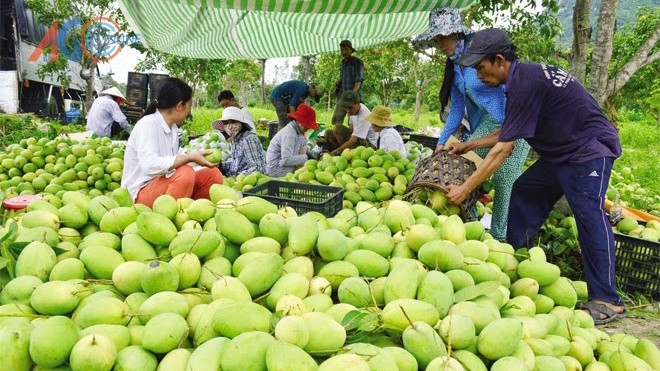 Đồng Nai đang lo lắng cho 12.252ha xoài đang vào vụ thu hoạch nhưng khó xuất khẩu