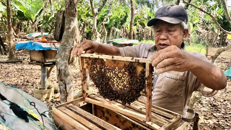 Từ nguồn vốn vay ưu đãi, ông Hà Văn Bàng đã phát triển mô hình nuôi ong lấy mật đem lại thu nhập ổn định