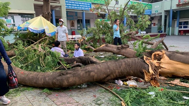 Hình ảnh cây đổ gây tai nạn thương tâm tại Trường THCS Bạch Đằng