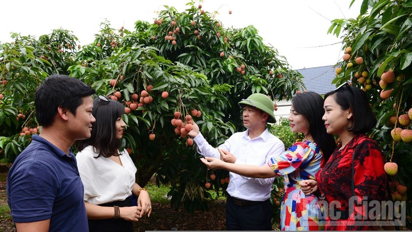 Vải thiều Bắc Giang. Ảnh minh họa nguồn Báo Bắc Giang