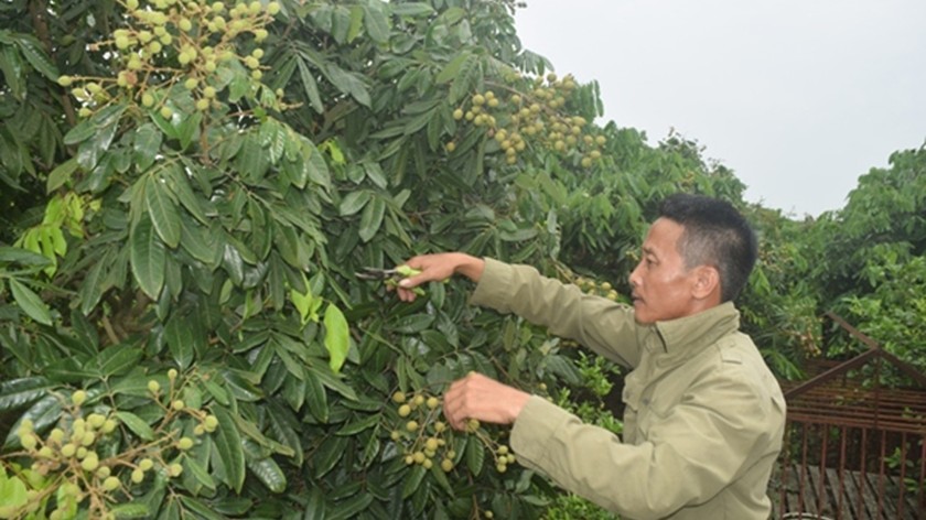 Ông Tạ Văn Luyện (xã Cộng Hòa, huyện Nam Sách, Hải Dương) đang trở thành tấm gương sáng vượt khó, làm giàu.