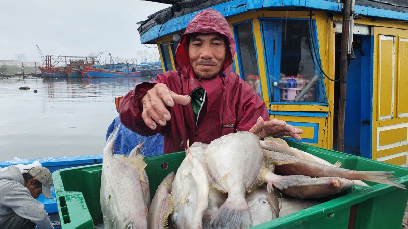 Đưa cá từ khoang tàu lên bờ.