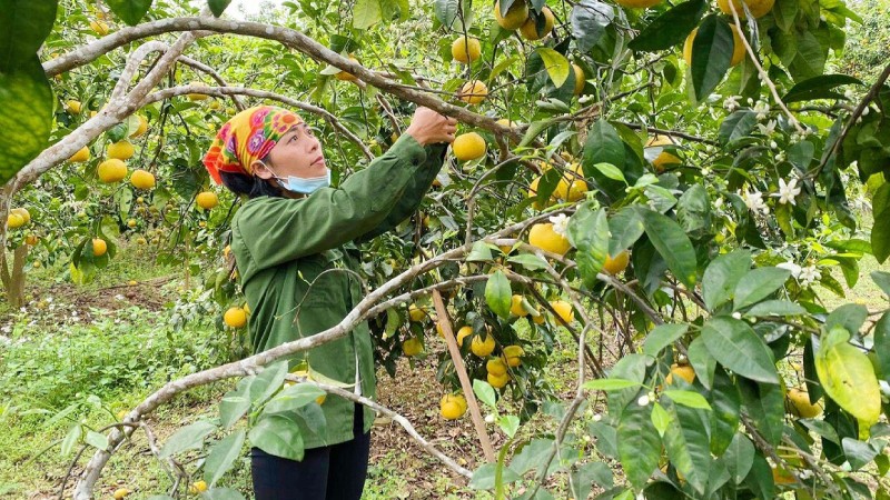 Quýt PQ vẫn “lơ lửng” trên cây chờ “giải cứu”.