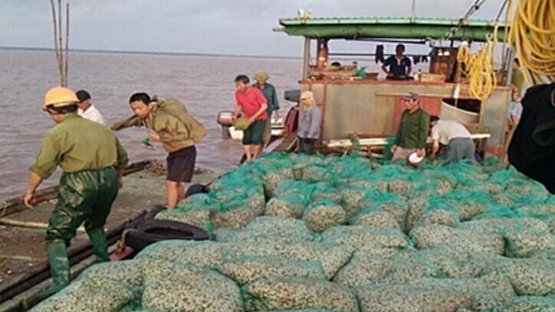 Ngư dân đang thả nuôi ngao.