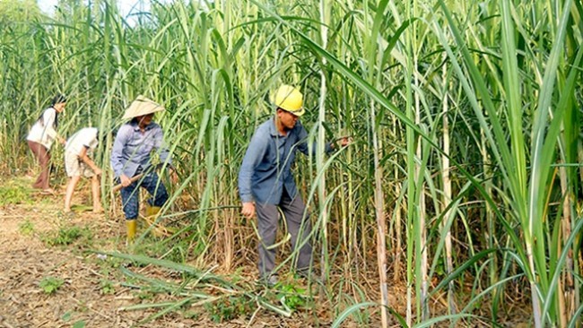 Cần có giải pháp tổng thể phát triển ngành mía đường. (Ảnh minh họa)