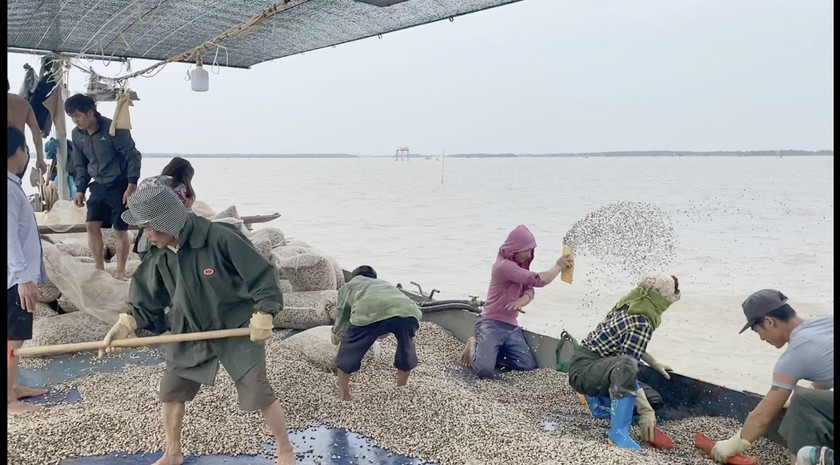 Ngư dân nuôi ngao điêu đứng vì doanh nghiệp khai thác cát?.