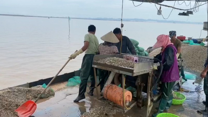 Ngư dân Tràng Cát thả nuôi ngao.